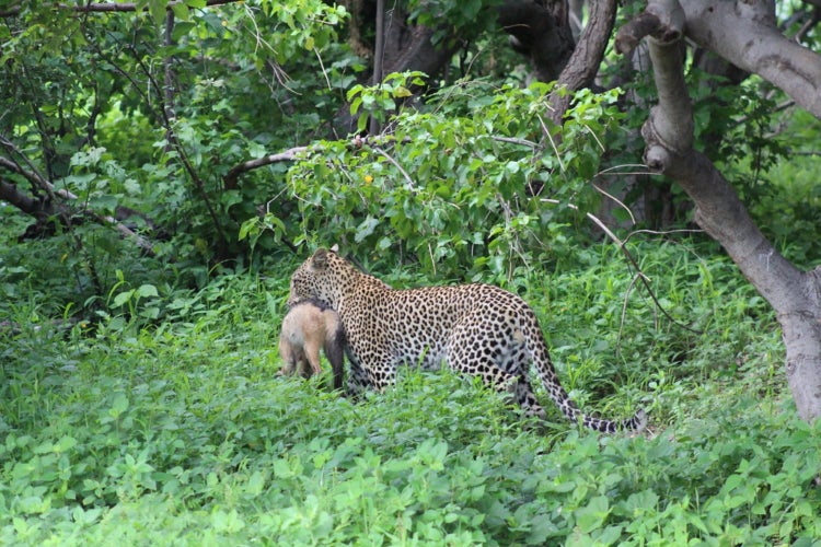 leopard with jackal