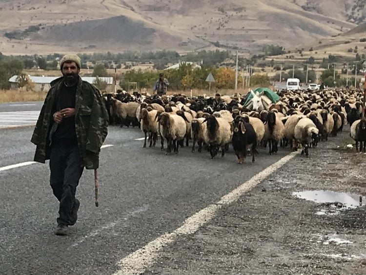 Turkish Shepard