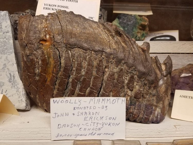 Wooly mammoth tooth