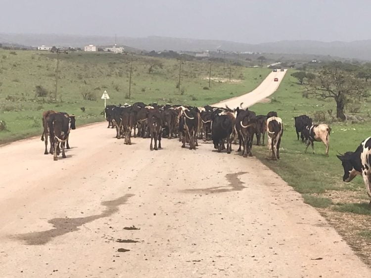 Cows