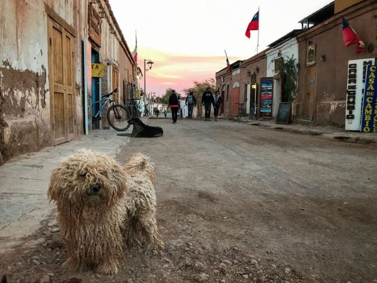 A little ragamuffin dog looks on as another epic sunset takes place in San Pedro de Atacama. -Janelle Kaz