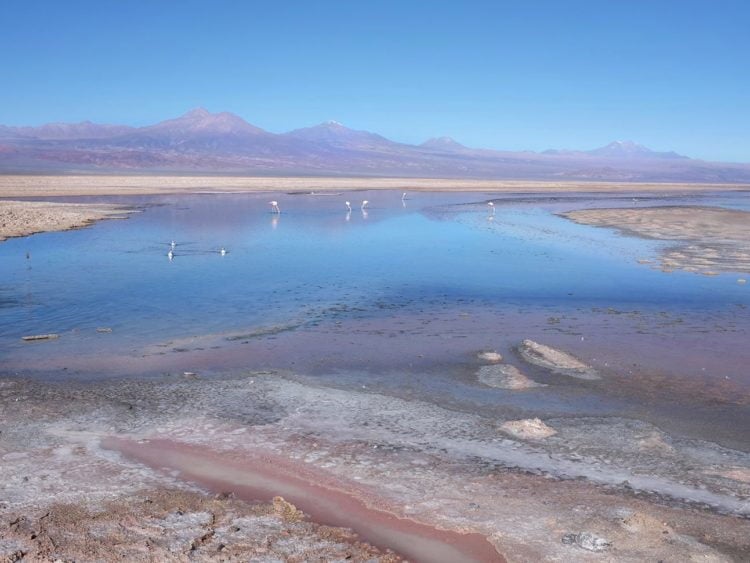 Wild flamingos in the serenity of the very salty Laguna Chaxa. -Janelle Kaz